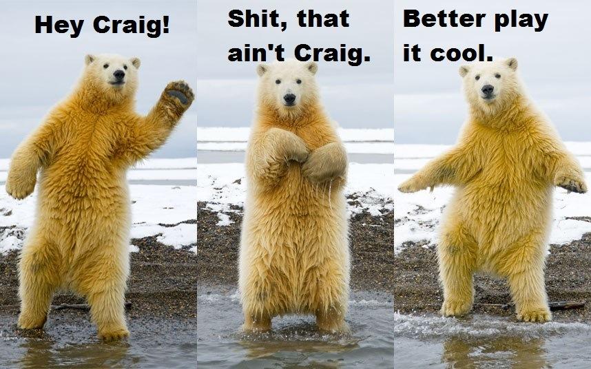 Medve vs Kengura Polar-bear-cool